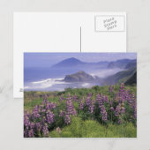 USA, Oregon, Nesika Beach. Lupine & Oregon Briefkaart (Voorkant / Achterkant)
