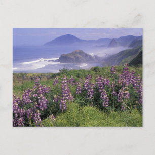USA, Oregon, Nesika Beach. Lupine & Oregon Briefkaart