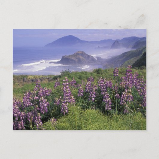 USA, Oregon, Nesika Beach. Lupine & Oregon Briefkaart (Voorkant)
