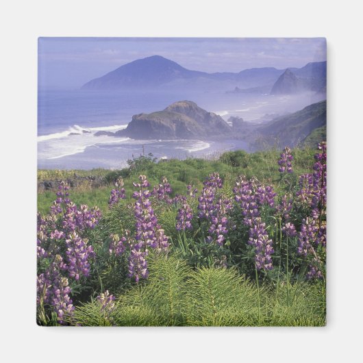 USA, Oregon, Nesika Beach. Lupine & Oregon Magneet (Voorkant)