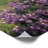 USA, Oregon, Nesika Beach. Lupine & Oregon Poster (Hoek)