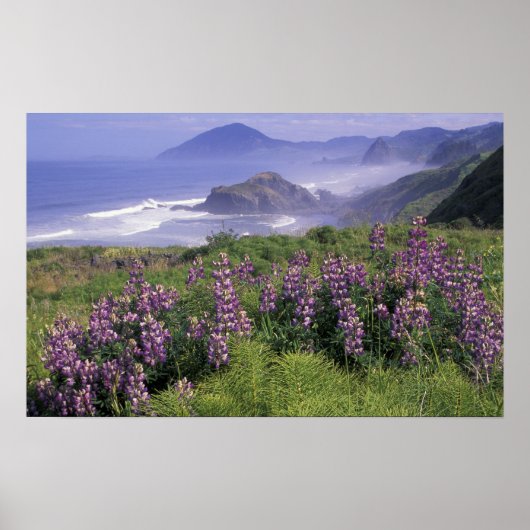 USA, Oregon, Nesika Beach. Lupine & Oregon Poster (Voorkant)