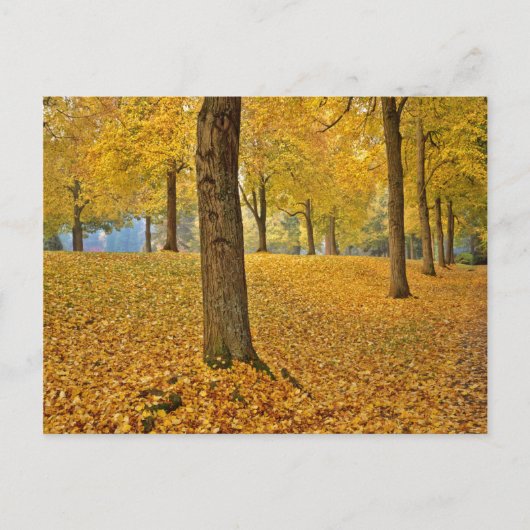 USA, Oregon, Portland. American Linden Trees Briefkaart (Voorkant)