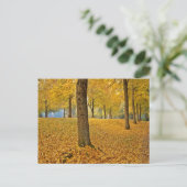 USA, Oregon, Portland. American Linden Trees Briefkaart (Staand voorkant)