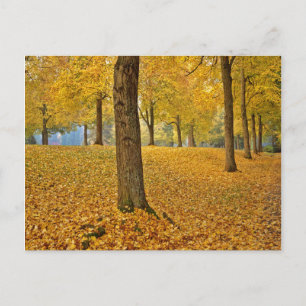 USA, Oregon, Portland. American Linden Trees Briefkaart