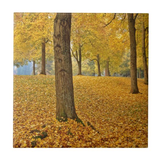 USA, Oregon, Portland. Amerikaanse Linden Trees Tegeltje (Voorkant)