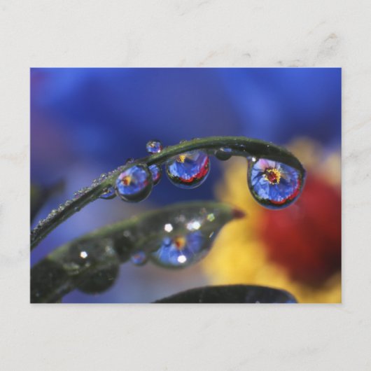 USA, Oregon, Portland, Close of ladybird Briefkaart (Voorkant)