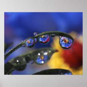 USA, Oregon, Portland, Close of ladybird Poster