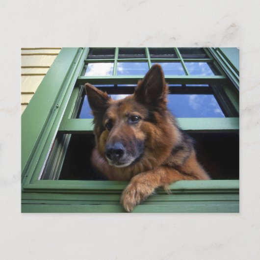 USA, Oregon, Portland. Griff the long-hair Briefkaart (Voorkant)