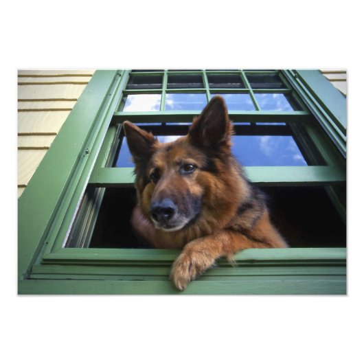 USA, Oregon, Portland. Griff the long-hair Foto Afdruk (Voorkant)