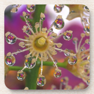 USA, Oregon, Portland. Kosmosbloemen reflecteren i Drankjes Onderzetter