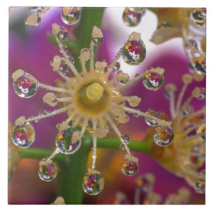 USA, Oregon, Portland. Kosmosbloemen reflecteren i Tegeltje