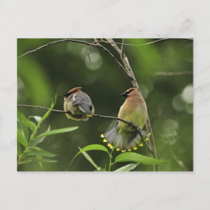 USA, Oregon, Portland. Mannelijke cedarwas Briefkaart