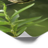 USA, Oregon, Portland. Mannelijke cedarwas Poster (Hoek)