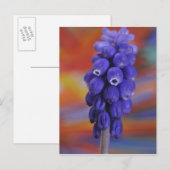 USA, Oregon, Portland. Sluiting van blauwe druiven Briefkaart (Voorkant / Achterkant)