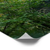 USA, Oregon, Silver Herfst State Park Poster (Hoek)