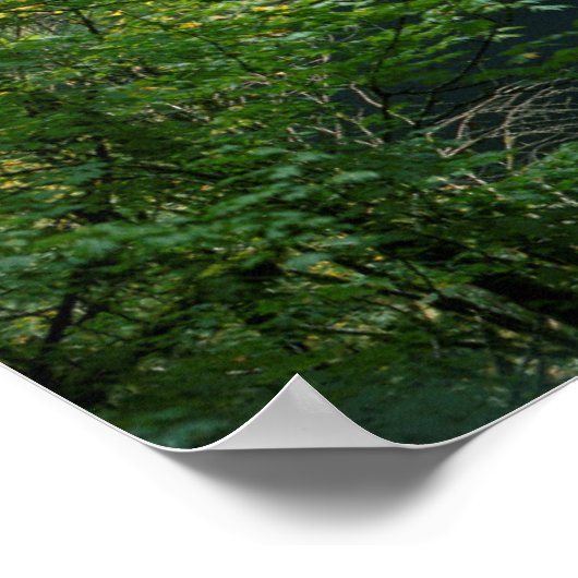 USA, Oregon, Silver Herfst State Park Poster (Hoek)