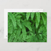 USA, Oregon, Silverton. Maidenhair Ferns Briefkaart (Voorkant / Achterkant)