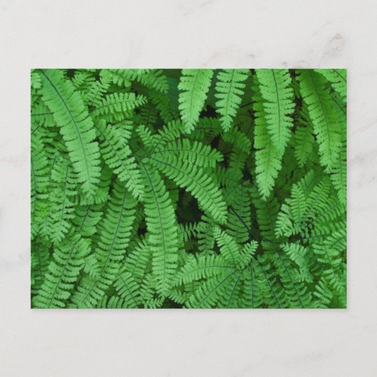 USA, Oregon, Silverton. Maidenhair Ferns Briefkaart (Voorkant)