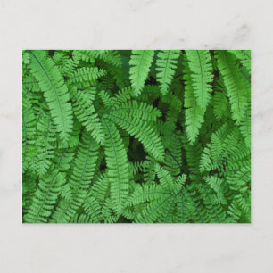 USA, Oregon, Silverton. Maidenhair Ferns Briefkaart