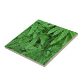 USA, Oregon, Silverton. Maidenhair Ferns Tegeltje (Zijkant)