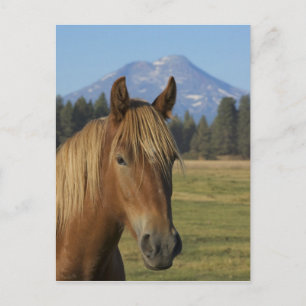 USA, Oregon, Sisters, uitzicht of Three Sisters, Briefkaart
