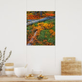 USA, Oregon, Willamette National Forest Poster (Keuken)