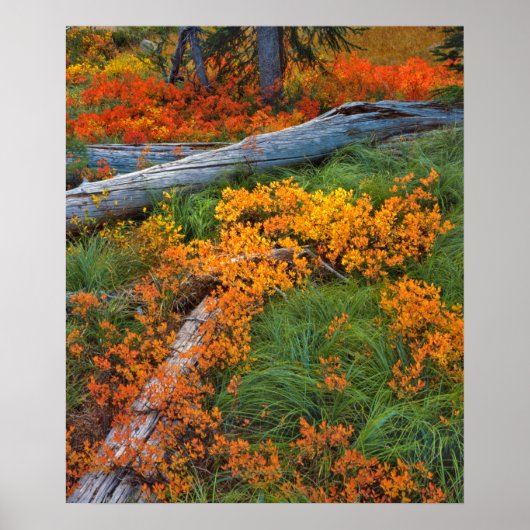 USA, Oregon, Willamette National Forest Poster (Voorkant)