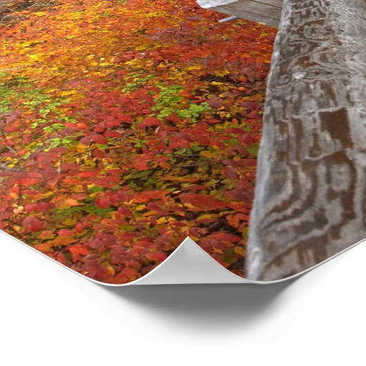 USA, Oregon, Willamette National Forest. Poster (Hoek)