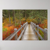 USA, Oregon, Willamette National Forest. Poster (Voorkant)