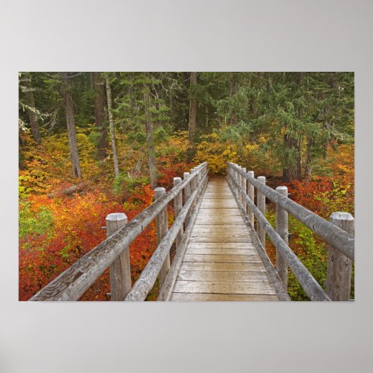 USA, Oregon, Willamette National Forest. Poster (Voorkant)