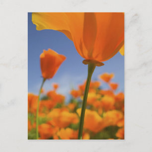 USA, Oregon, Willamette Valley, Close-UP van Briefkaart