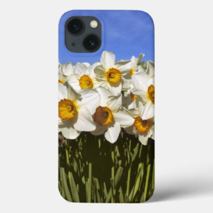 USA, Oregon, Willamette Valley. Daffodils groeien iPhone 13 Hoesje