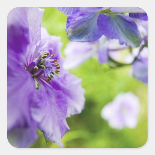 USA, Oregon, Willamette Valley, Larkspur Close 2 Vierkante Sticker (Voorkant)