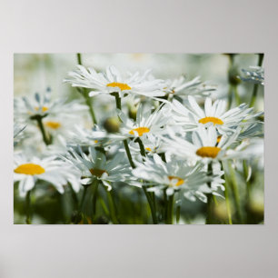 USA, Oregon, Willamette Valley, Selectief Poster