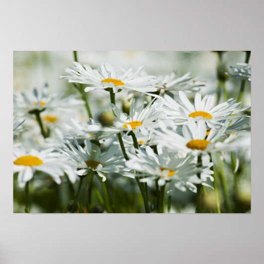 USA, Oregon, Willamette Valley, Selective Poster (Voorkant)