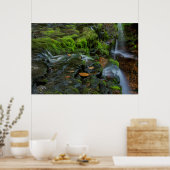 USA, Pennsylvania, Benton, Ricketts Glen State Poster (Keuken)