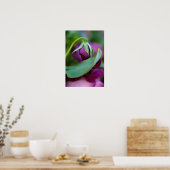 USA, Pennsylvania. Flower bud opening in spring Poster (Keuken)