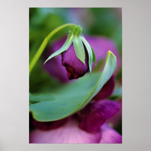 USA, Pennsylvania. Flower bud opening in spring Poster (Voorkant)
