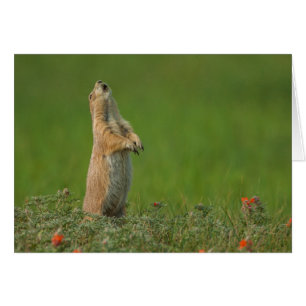 USA, South Dakota, Custer State Park