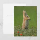 USA, South Dakota, Custer State Park Briefkaart (Voorkant / Achterkant)