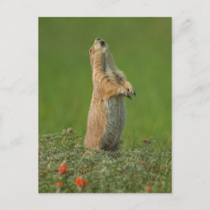 USA, South Dakota, Custer State Park Briefkaart