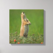 USA, South Dakota, Custer State Park Canvas Afdruk (Voorkant)