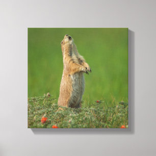 USA, South Dakota, Custer State Park Canvas Afdruk