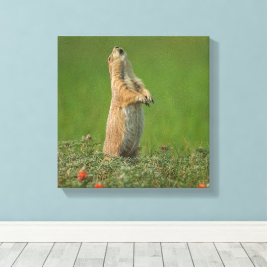 USA, South Dakota, Custer State Park Canvas Afdruk (Insitu (Houten vloer))