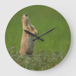 USA, South Dakota, Custer State Park Grote Klok