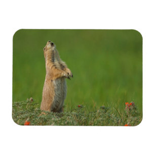 USA, South Dakota, Custer State Park Magneet