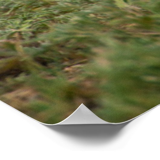 USA, South Dakota, Custer State Park Poster (Hoek)