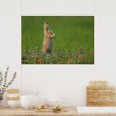 USA, South Dakota, Custer State Park Poster (Keuken)