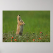 USA, South Dakota, Custer State Park Poster (Voorkant)